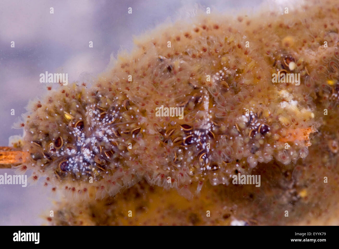 Herrliche Bryozoan (Pectinatella Magnifica, Cristatella Magnifica), Kolonie, Deutschland Stockfoto