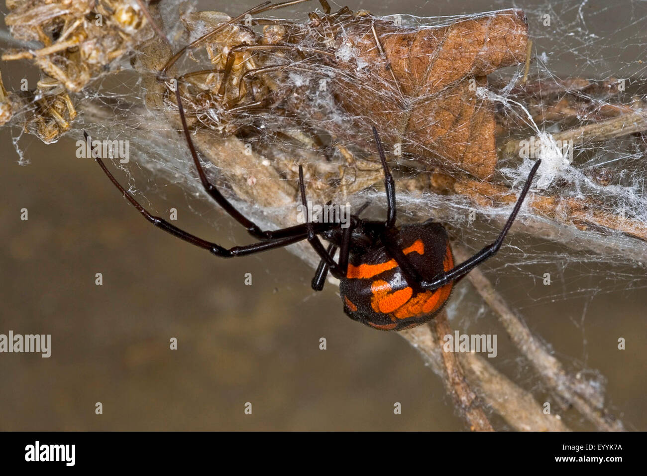 Europäische Schwarze Witwe, südliche Schwarze Witwe, Weibchen in einem Web, europäische schwarze Witwe, Malmignatte Spinne, Karakurt (Latrodectus Tredecimguttatus, Latrodectus Lugubris) Stockfoto