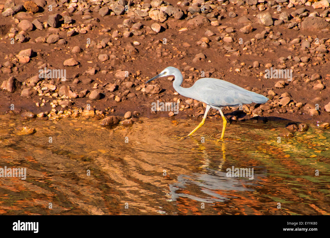 White-faced Silberreiher (Egretta Novaehollandiae), im flachen Wasser, Australia, Western Australia, Cape Range National Park, Yardie Creek Schlucht Stockfoto