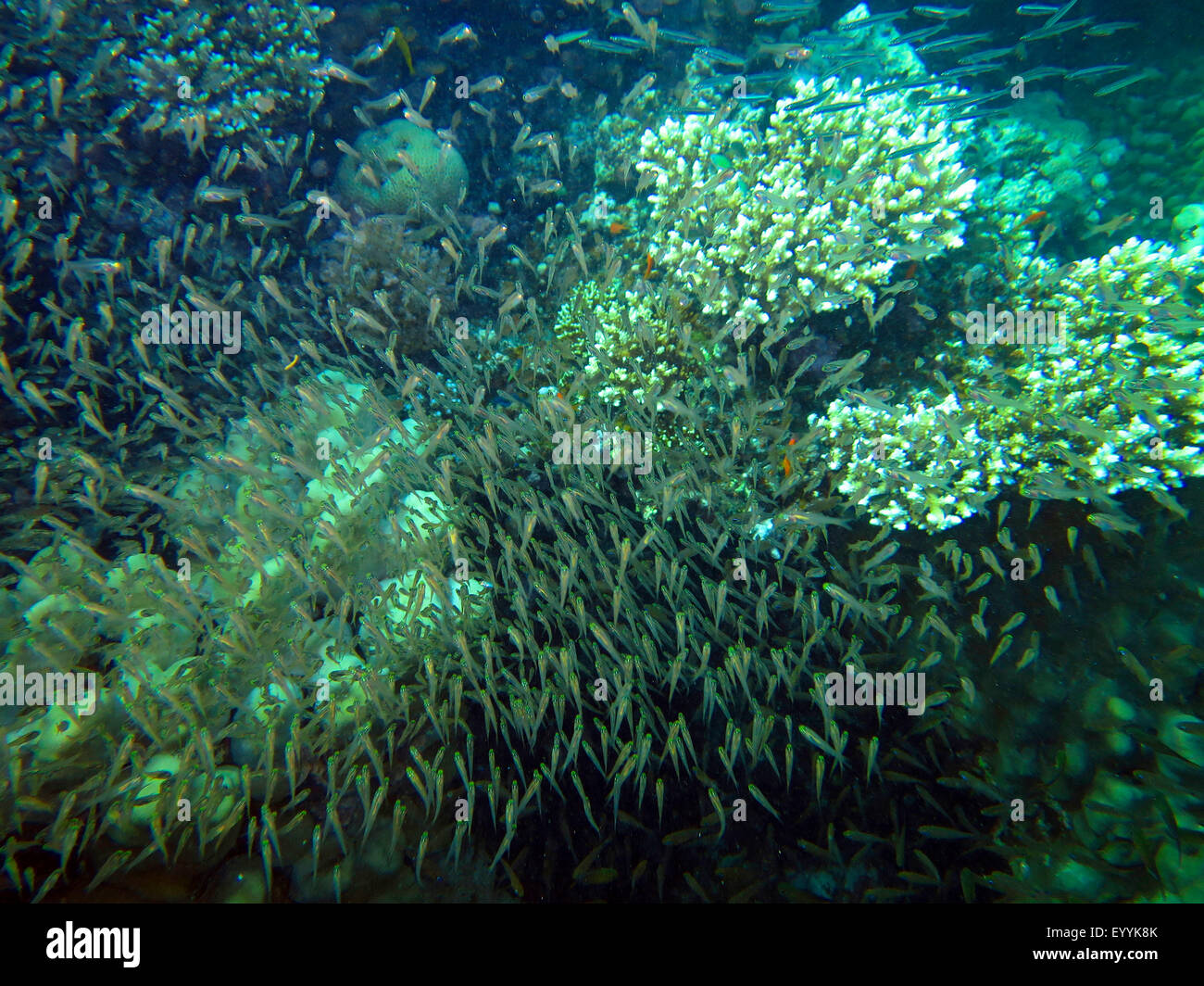 Rotes Meer-Zwerg-Kehrmaschinen (beginnt aus), Schule der Fische, Ägypten, Rotes Meer, Safaga Stockfoto