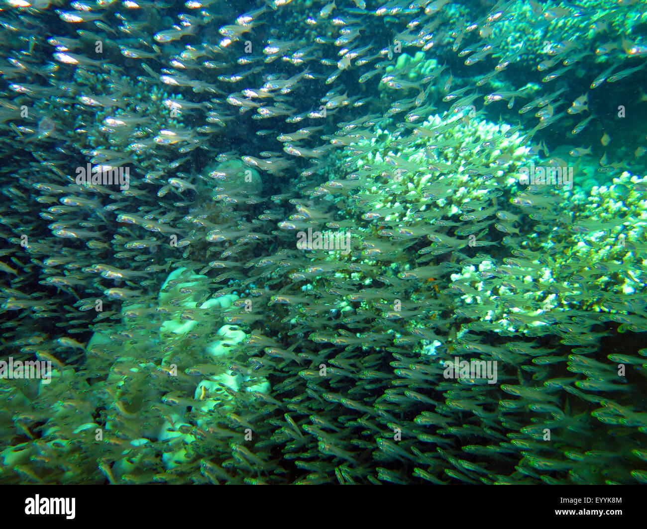 Rotes Meer-Zwerg-Kehrmaschinen (beginnt aus), Schule der Fische, Ägypten, Rotes Meer, Safaga Stockfoto