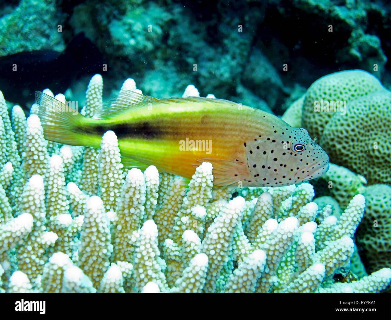 Forsters Hawkfish, Blackside Hawkfish (Paracirrhites Forsteri), zwischen Korallen, Rotes Meer, Ägypten, Safaga, sommersprossiges hawkfish Stockfoto