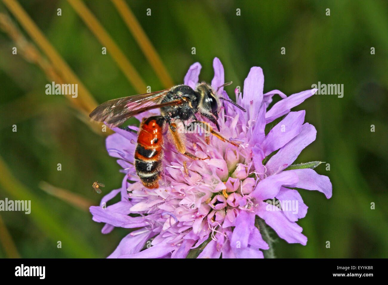 Witwenblume Mining Bee (Andrena Hattorfiana), auf einer Witwenblume Blume, Deutschland Stockfoto