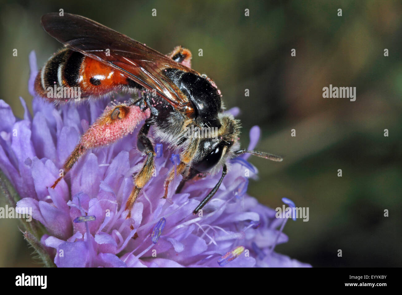 Witwenblume Mining Bee (Andrena Hattorfiana), auf einer Witwenblume Blume, Deutschland Stockfoto