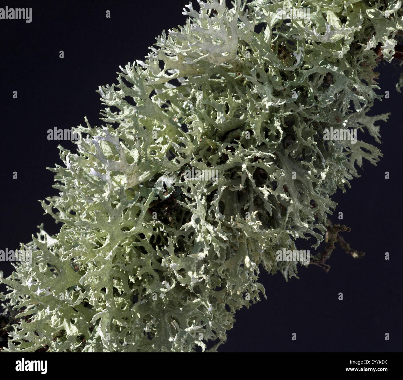 Schluesselflechte, Parmelina Tiliacea, Stockfoto