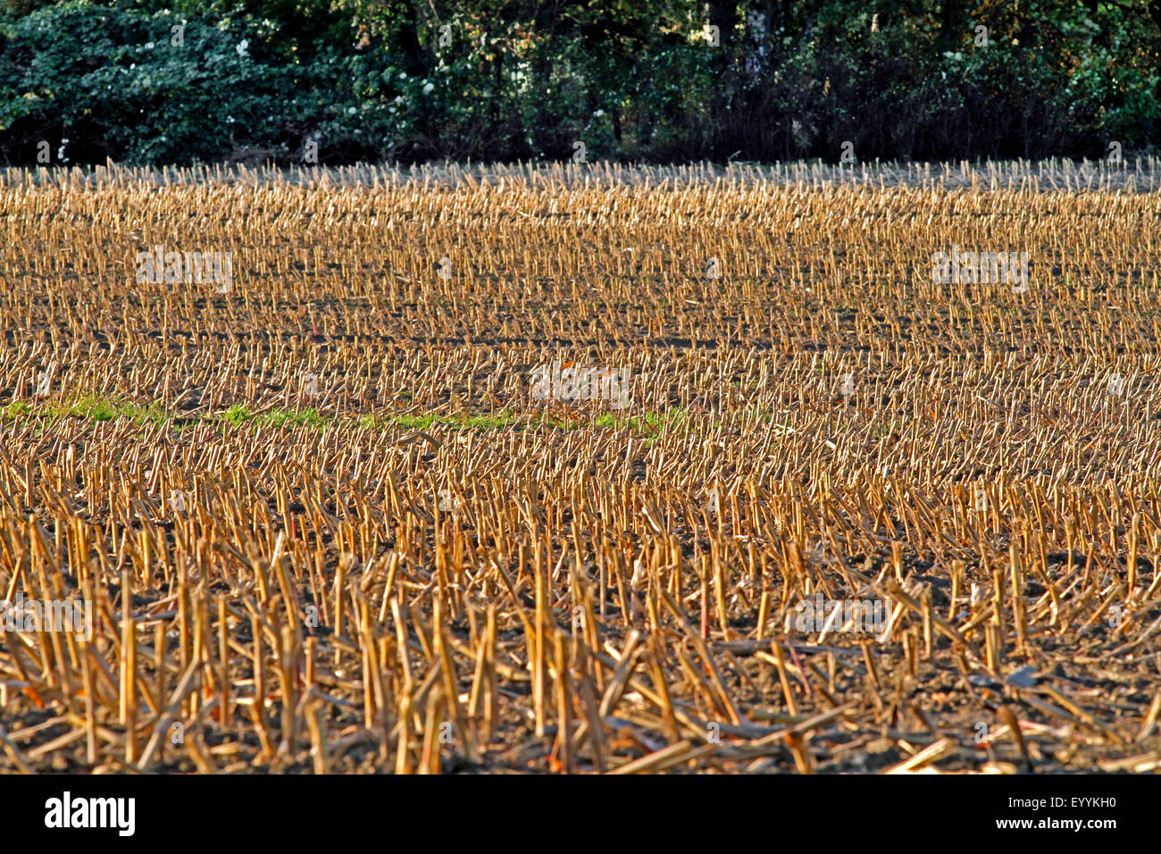 Stoppelfeld im späten Herbst, Deutschland, Nordrhein-Westfalen, Bergisches Land Stockfoto