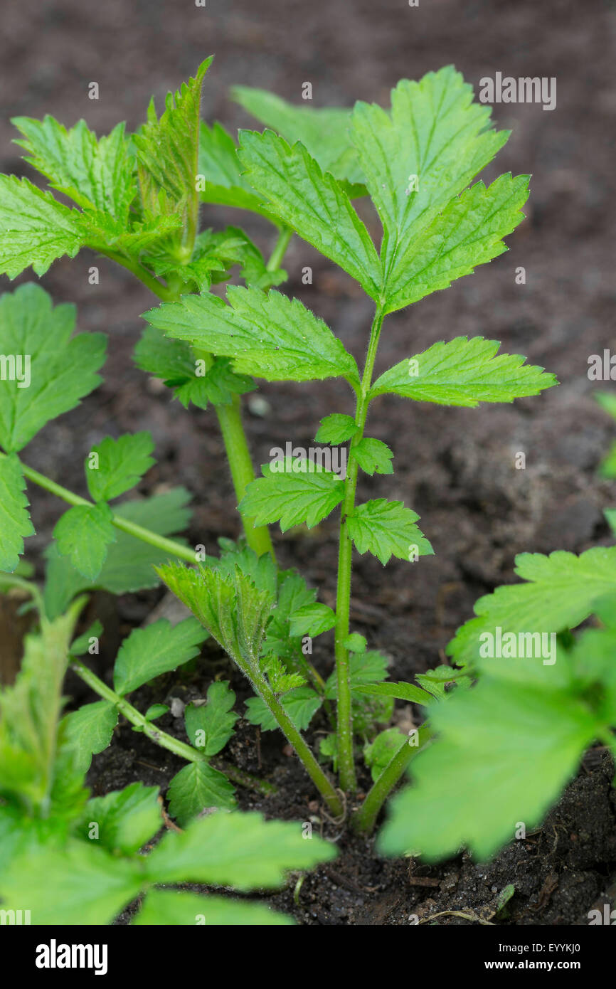 gemeinsamen Avens, Holz Avens, Klee-Wurzel (Geum Urbanum), Blätter kurz vor der Blüte, Deutschland Stockfoto