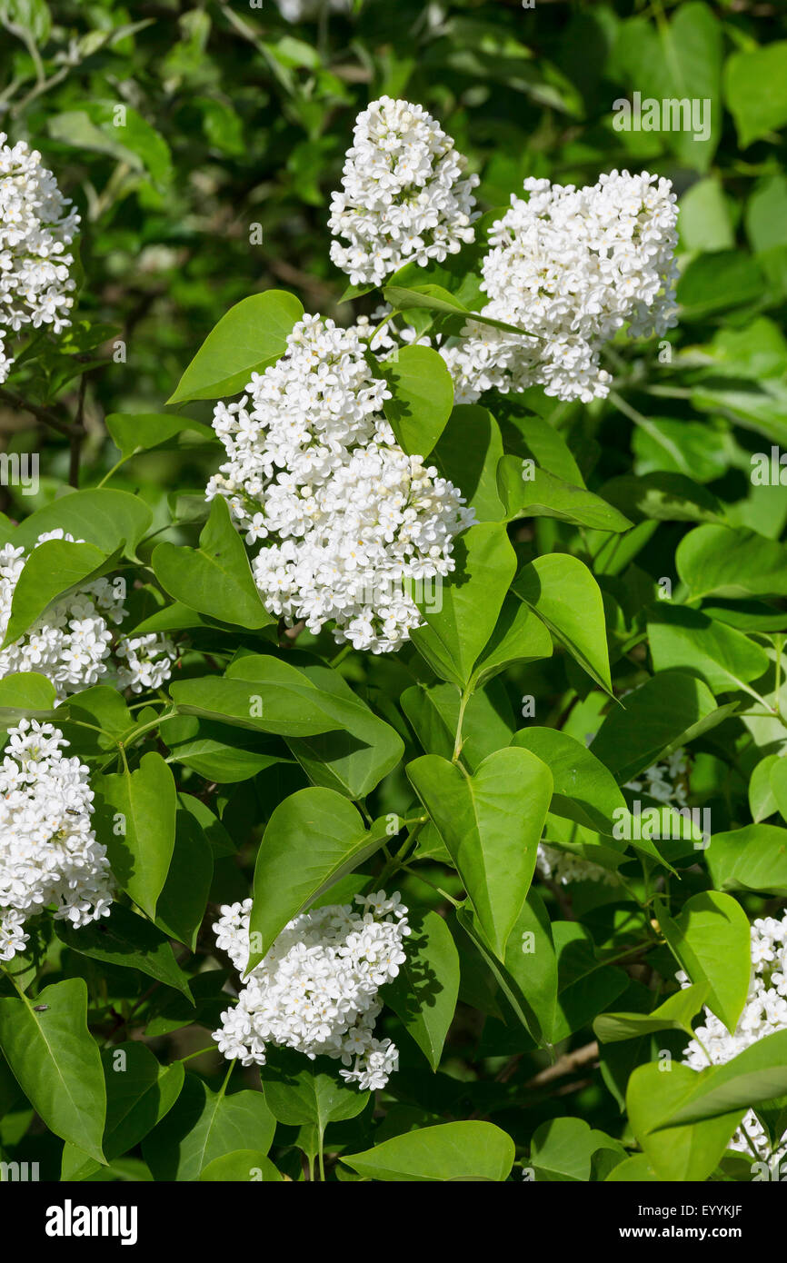 gemeinsamen Flieder (Syringa Vulgaris), blühende weiße Stockfoto