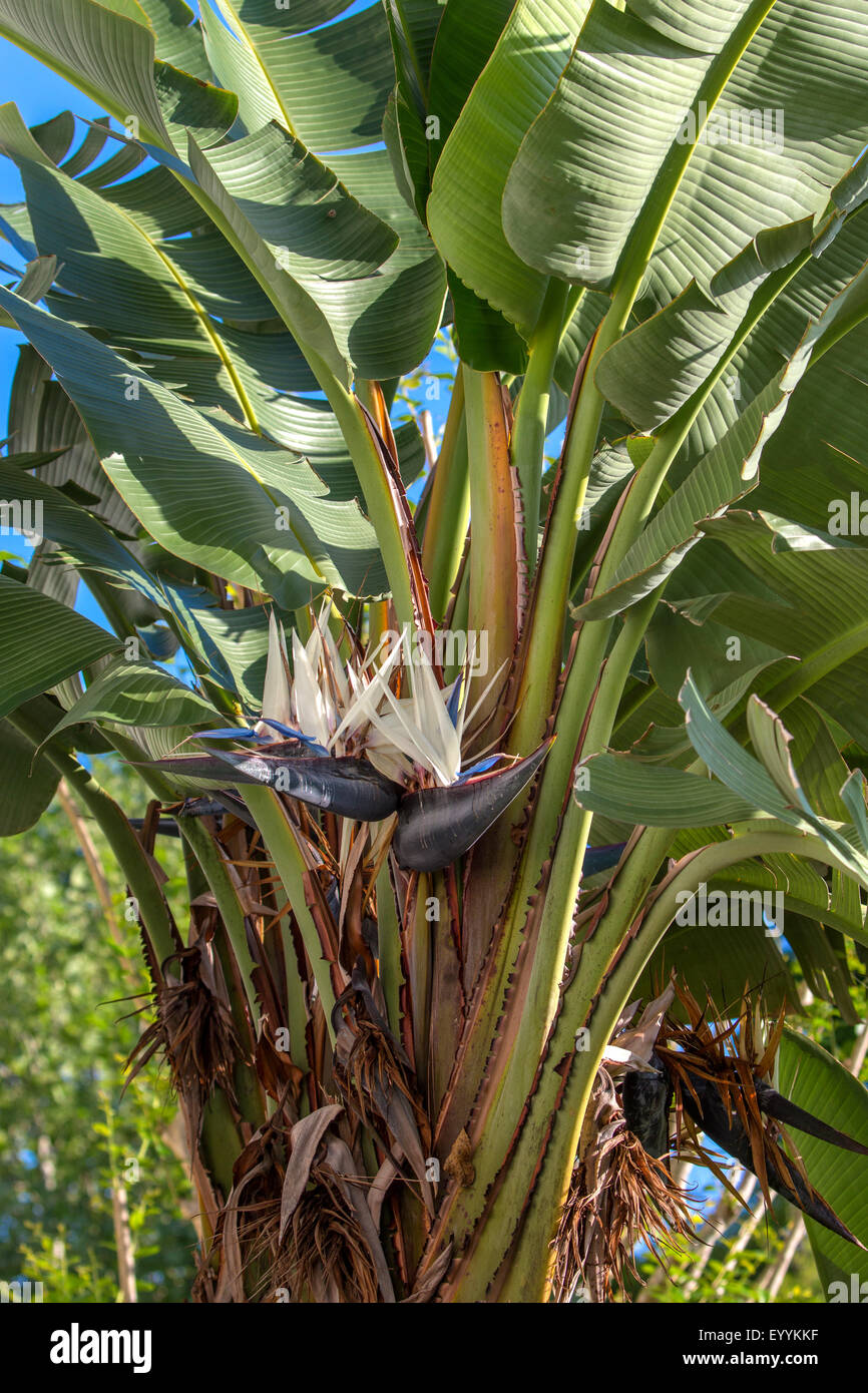 Weiße Paradiesvogelblume (Strelitzia Nicolai), blühend, USA, Florida, Kissimmee Stockfoto