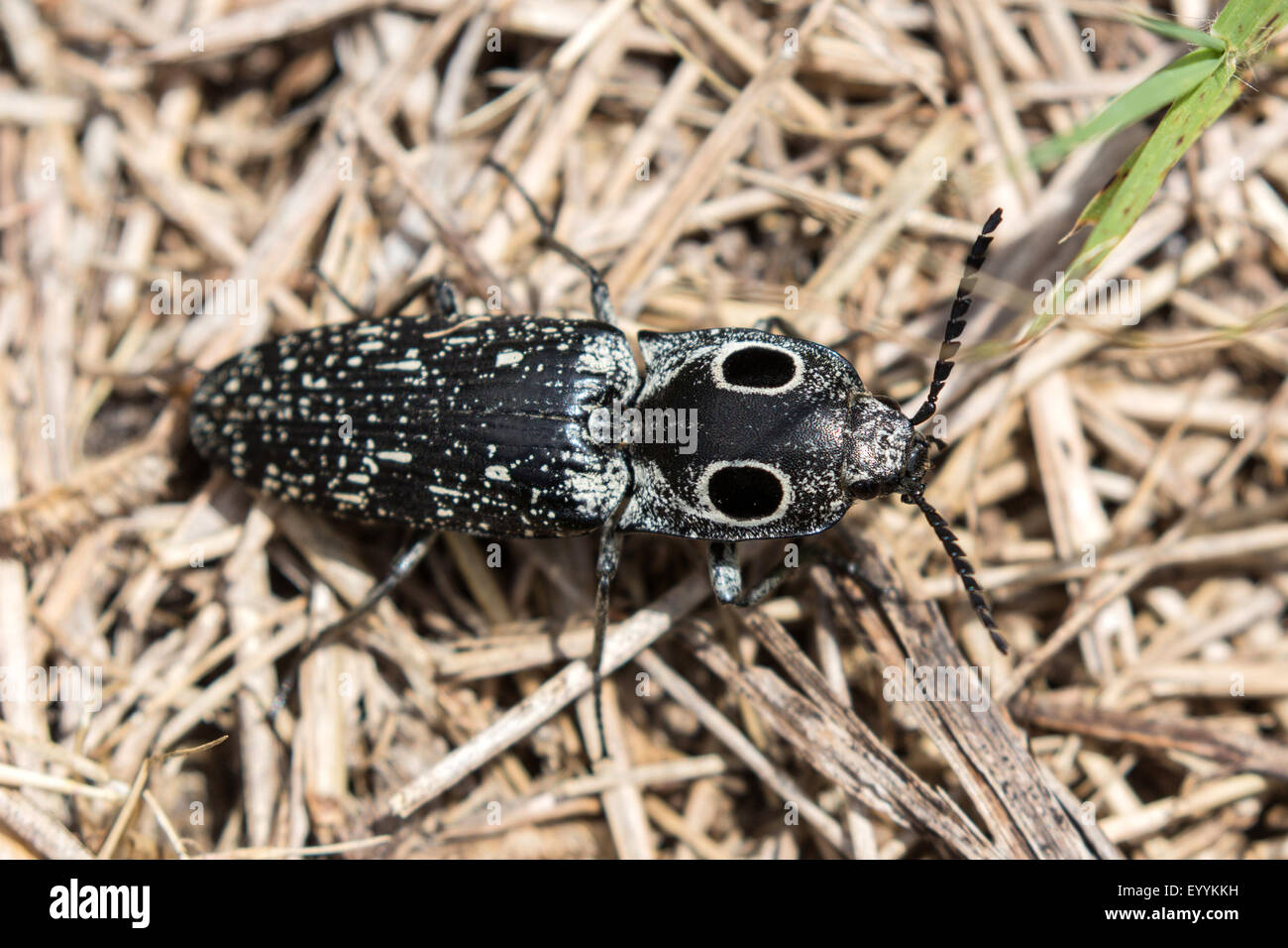 Ost-Eyed Klick Käfer (Alaus Oculatus), auf dem Boden, USA, Florida, Tampa Stockfoto