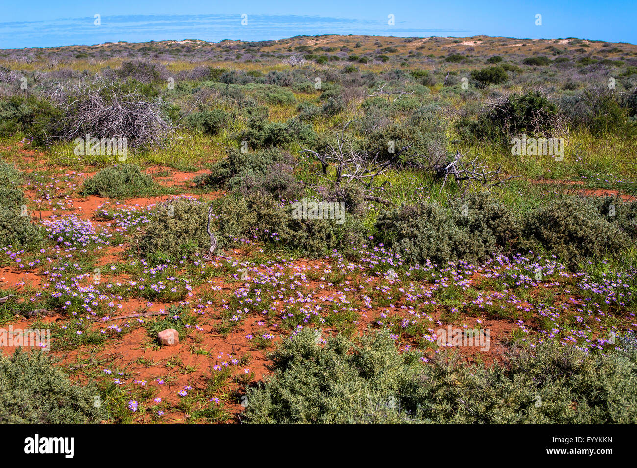 die Steppe Blüten, Australia, Western Australia, Cape Range National Park Stockfoto