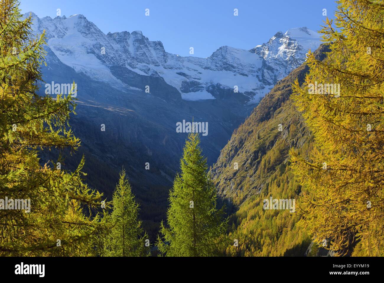 Herbst im Nationalpark Gran Paradiso, Italien, Gran Paradiso National Park Stockfoto