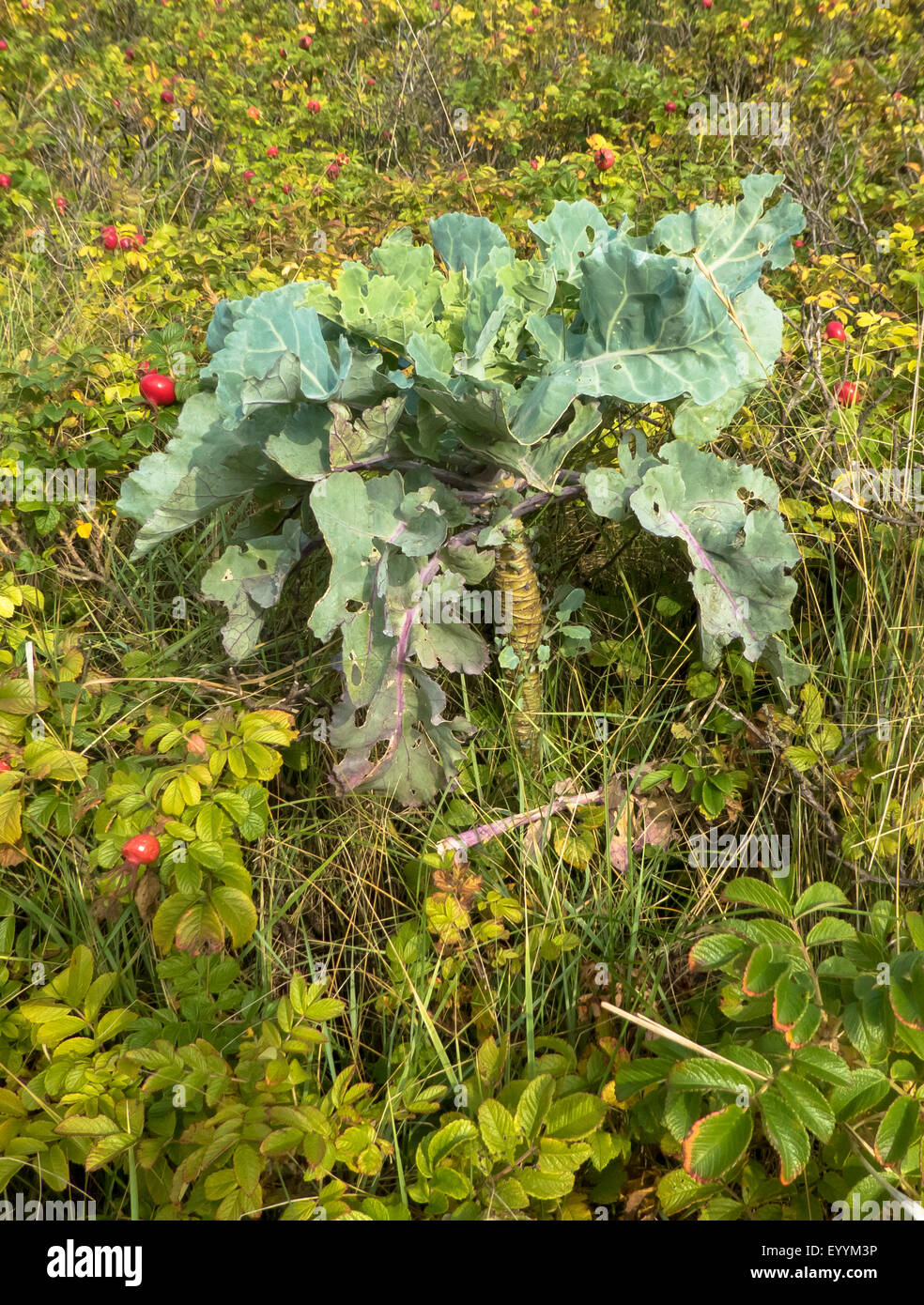 wilde Kohl (Brassica Oleracea), Wildform, Deutschland, Schleswig-Holstein, Helgoland Stockfoto