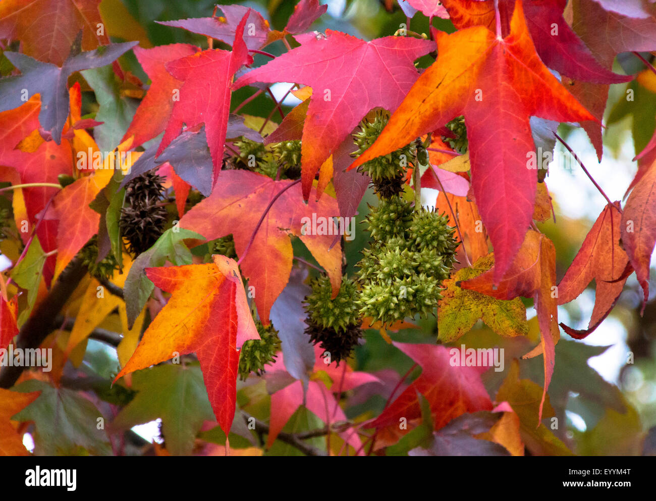Liquidambar styraciflua herbstlaub Fotos und Bildmaterial in hoher