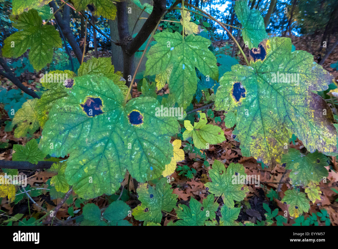 Ahorn Tarspot (Rhytisma Acerinum), Pilzinfektion auf Ahorn, Deutschland Stockfoto