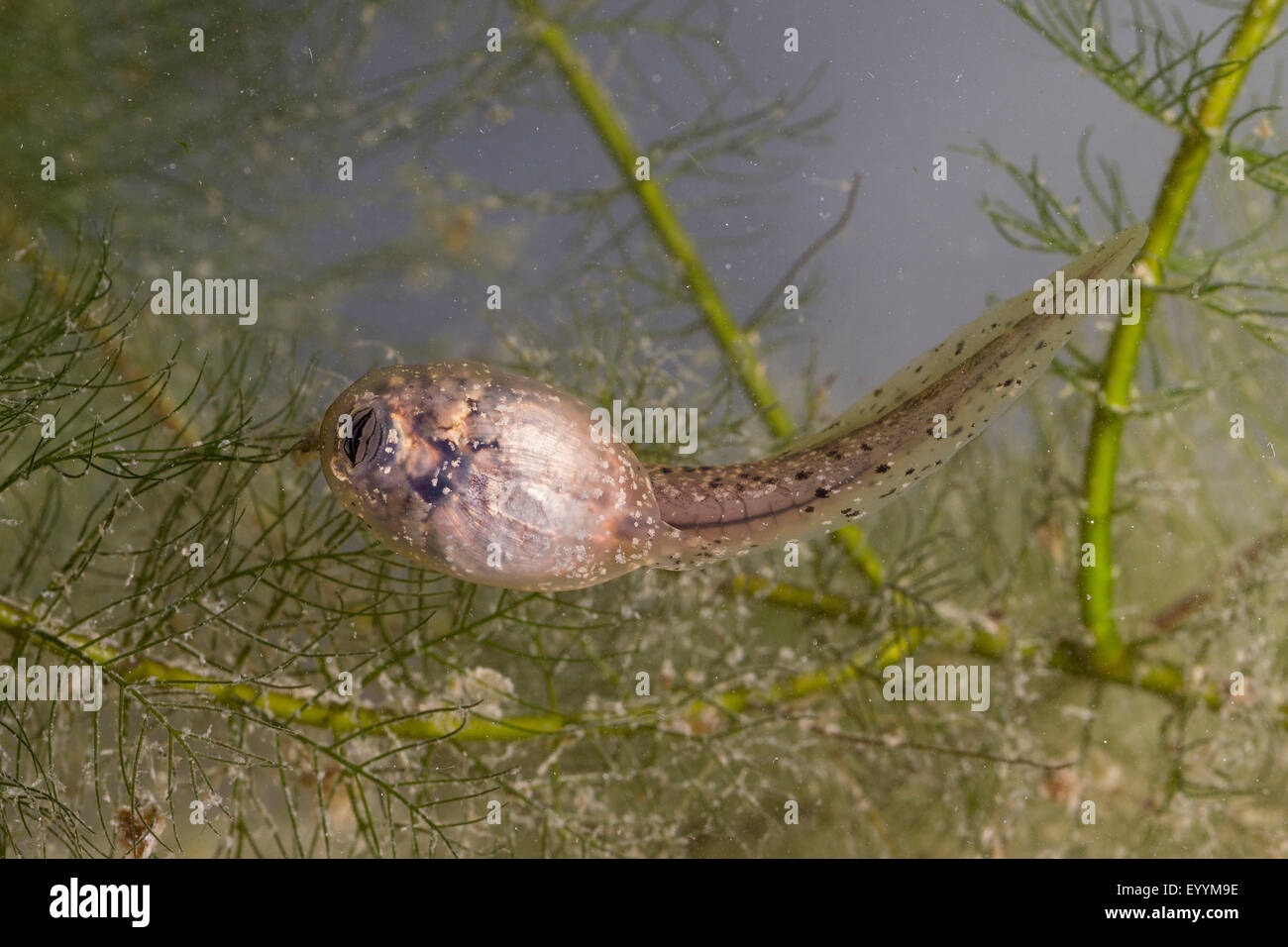 Europäische essbare Frosch, essbare Grasfrosch (Rana kl. Esculenta, Rana Esculenta, außer Esculentus), gemeinsame Wasser Frosch Kaulquappen, Deutschland Stockfoto