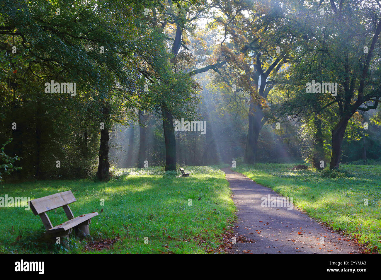 Auen am Rhein im Herbst, Deutschland Stockfoto