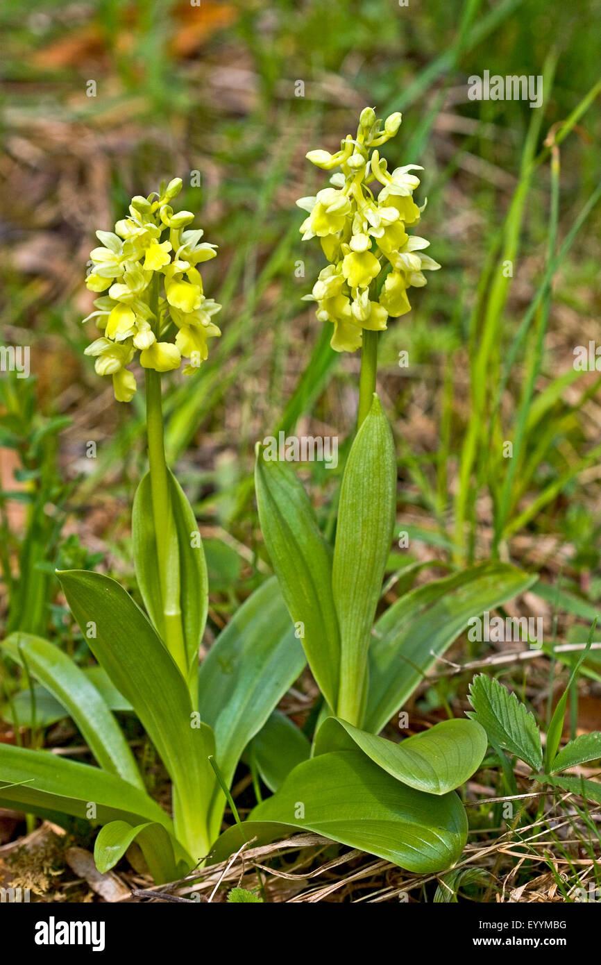 Pale-flowered Orchid (Orchis Pallens), zwei Blütenpflanzen, Deutschland Stockfoto