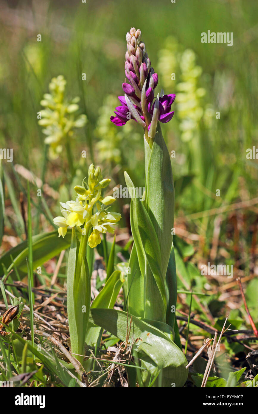 Pale-flowered Orchid (Orchis Pallens), Farbe Sorten, Deutschland Stockfoto