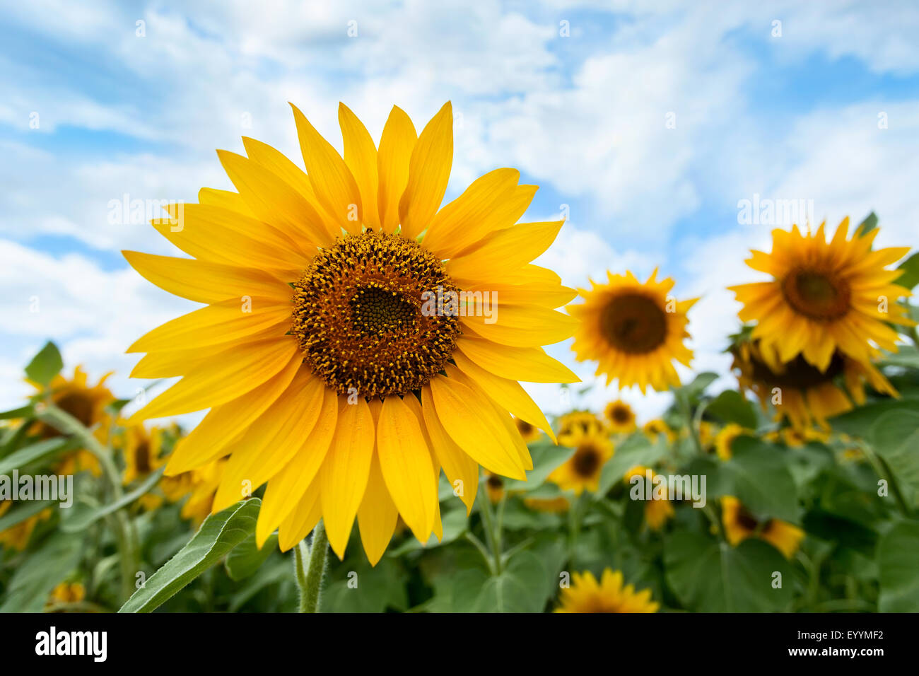 Sonnenblumenfeld Stockfoto