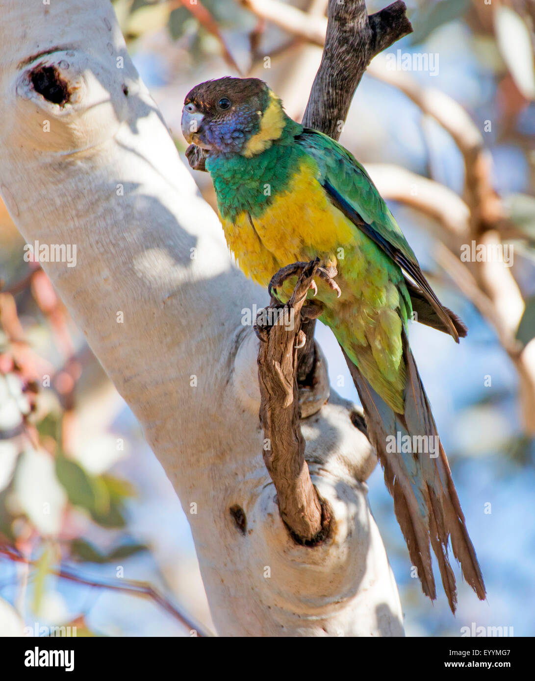 Achtundzwanzig Papagei (Barnardius Semitorquatus, Barnardius Zonarius Semitorquatus), auf einem Ast eines Baumes, Australien, Western Australia, Tom Price Stockfoto