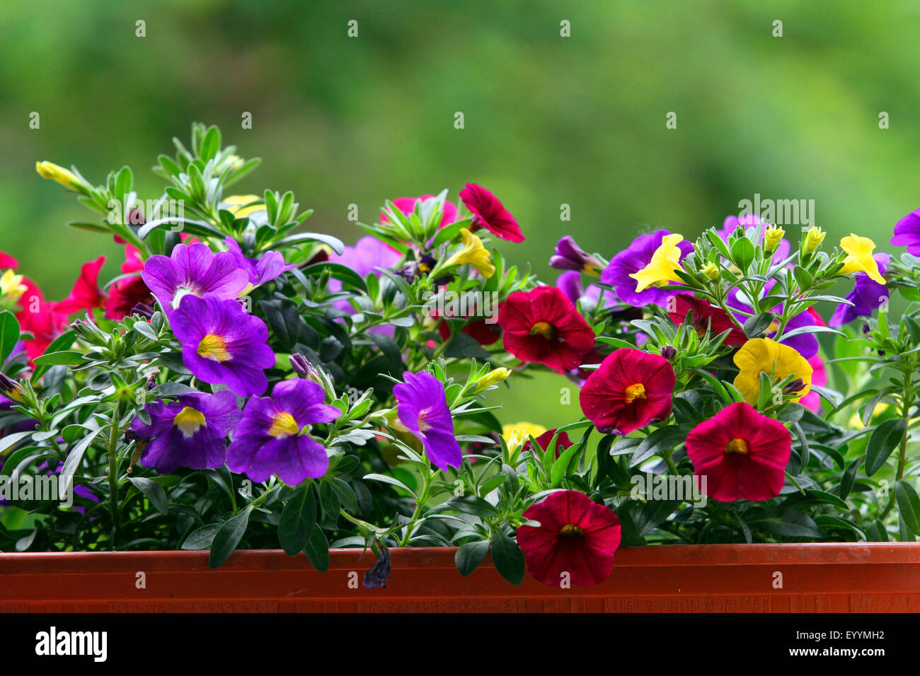 Blumen im karton Fotos und Bildmaterial in hoher Auflösung Alamy