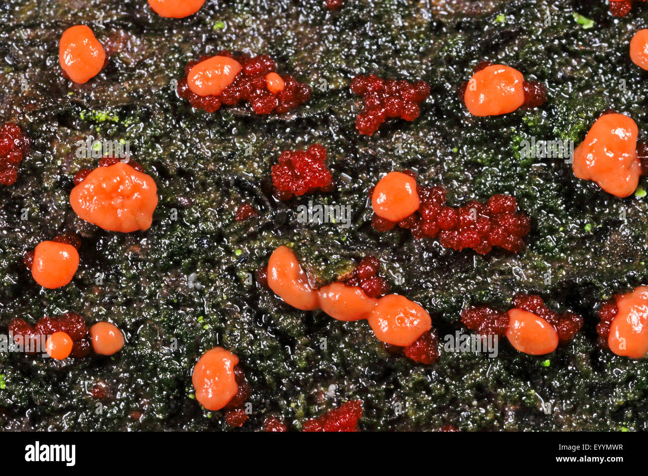 Korallen vor Ort (Nectria Cinnabarina), Korallen Flecken auf Totholz, Deutschland Stockfoto
