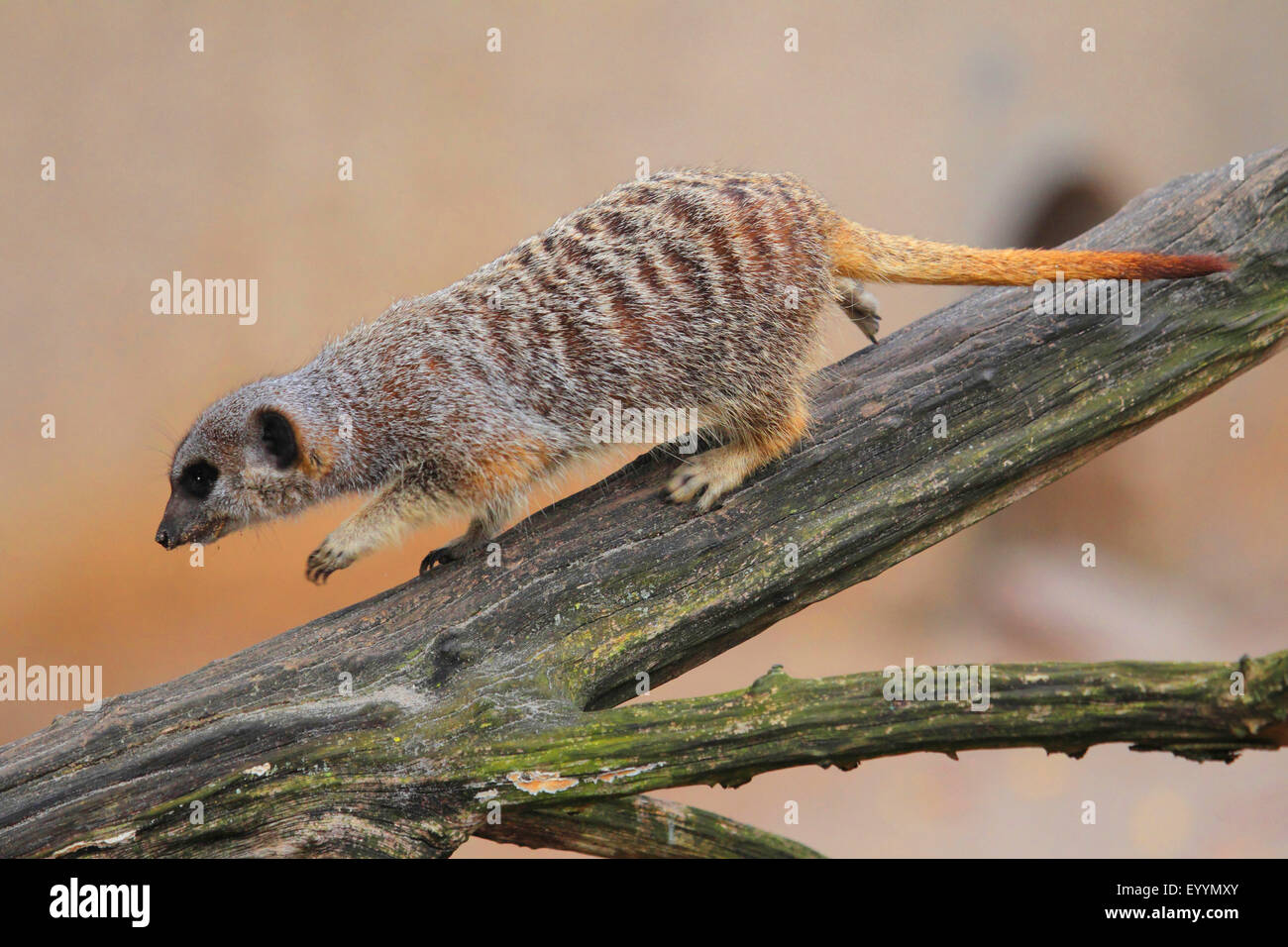 Suricate, schlank-tailed Erdmännchen (Suricata Suricatta), hinunter einen Zweig Stockfoto