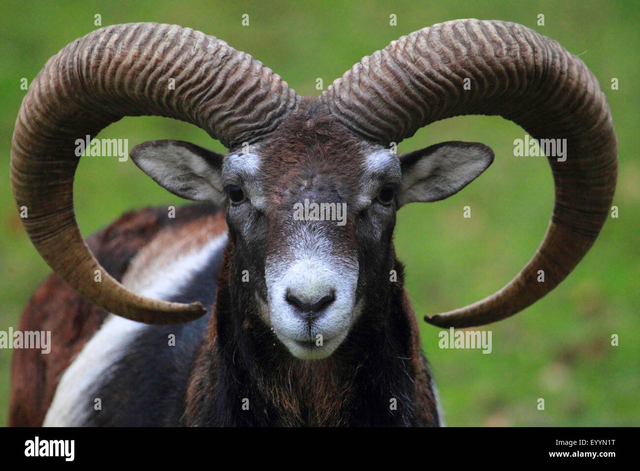 Mufflon (Ovis Musimon, Ovis Gmelini Musimon, Ovis Orientalis Musimon), Porträt, Männlich Stockfoto