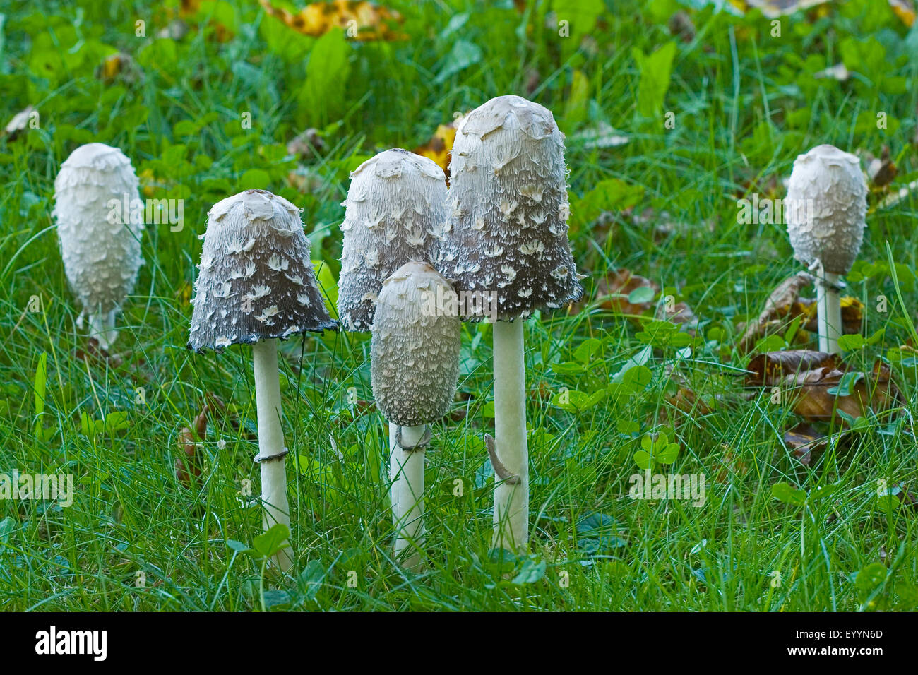 Shaggy Tinte GAP, des Rechtsanwalts Perücke, Shaggy Mähne (Coprinus Comatus, Coprinus Ovatus), Fruchtkörper mit Drop Formationen auf dem Rasen, Deutschland Stockfoto