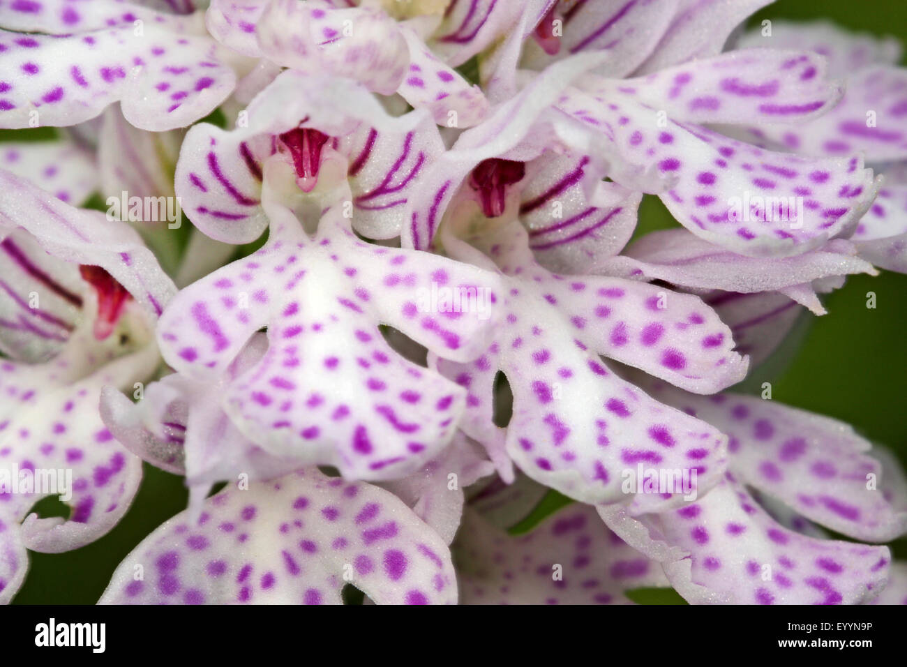 Drei-toothed Orchis (Orchis Tridentata, Neotinea Tridentata), Blütenstand Detail, Deutschland Stockfoto