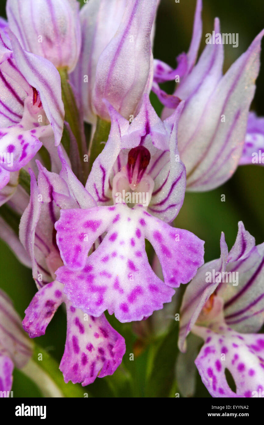 Drei-toothed Orchis (Orchis Tridentata, Neotinea Tridentata), Blütenstand Detail, Deutschland Stockfoto