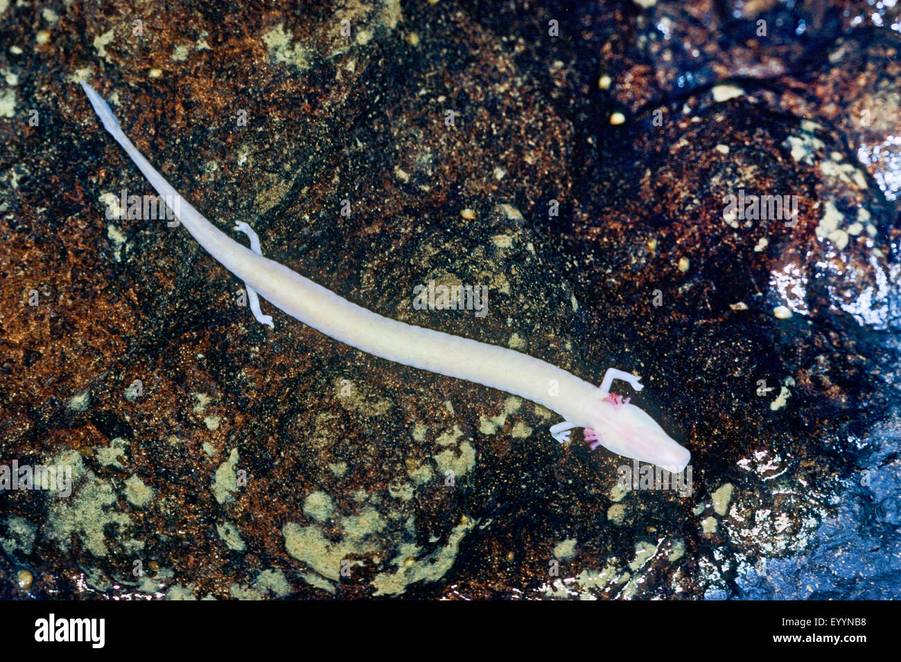 Olm Salamander Stockfotos Und Bilder Kaufen Alamy