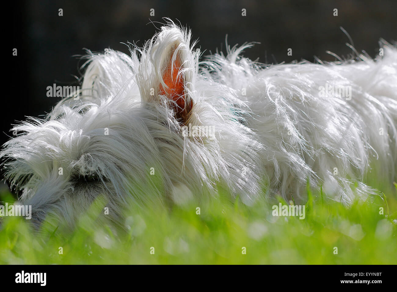 White Terrier im park Stockfoto