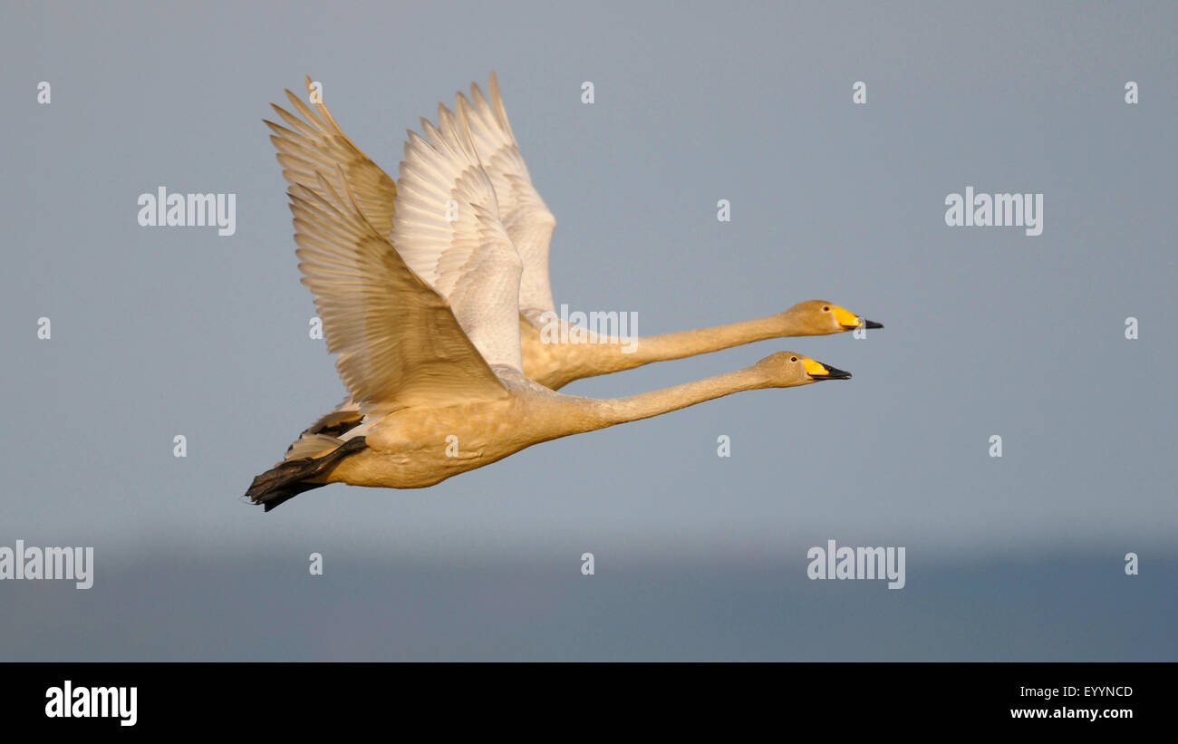 Singschwan (Cygnus Cygnus), paar auf der Flucht, Schweden Stockfoto