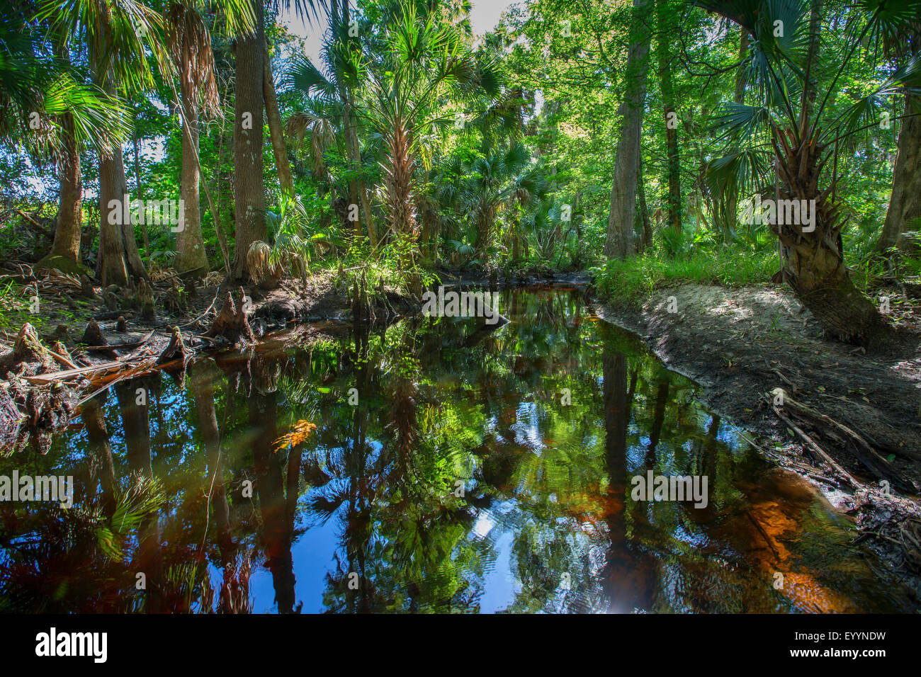 Blackwater River mit tropischer Vegetation, Kissimmee, Florida, USA und Reedy Creek Stockfoto