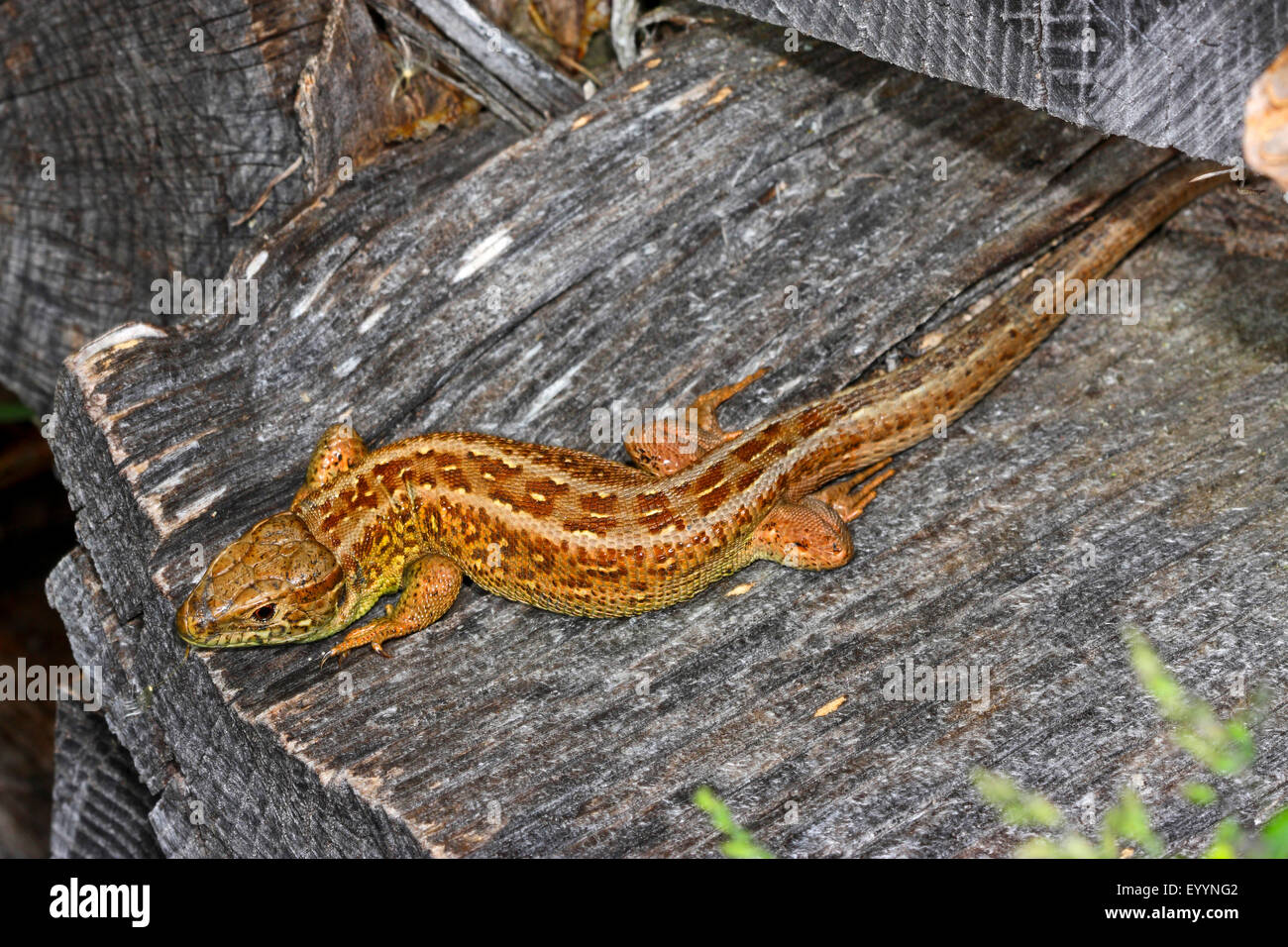 Zauneidechse (Lacerta Agilis), weibliche auf einem Stein, Deutschland Stockfoto