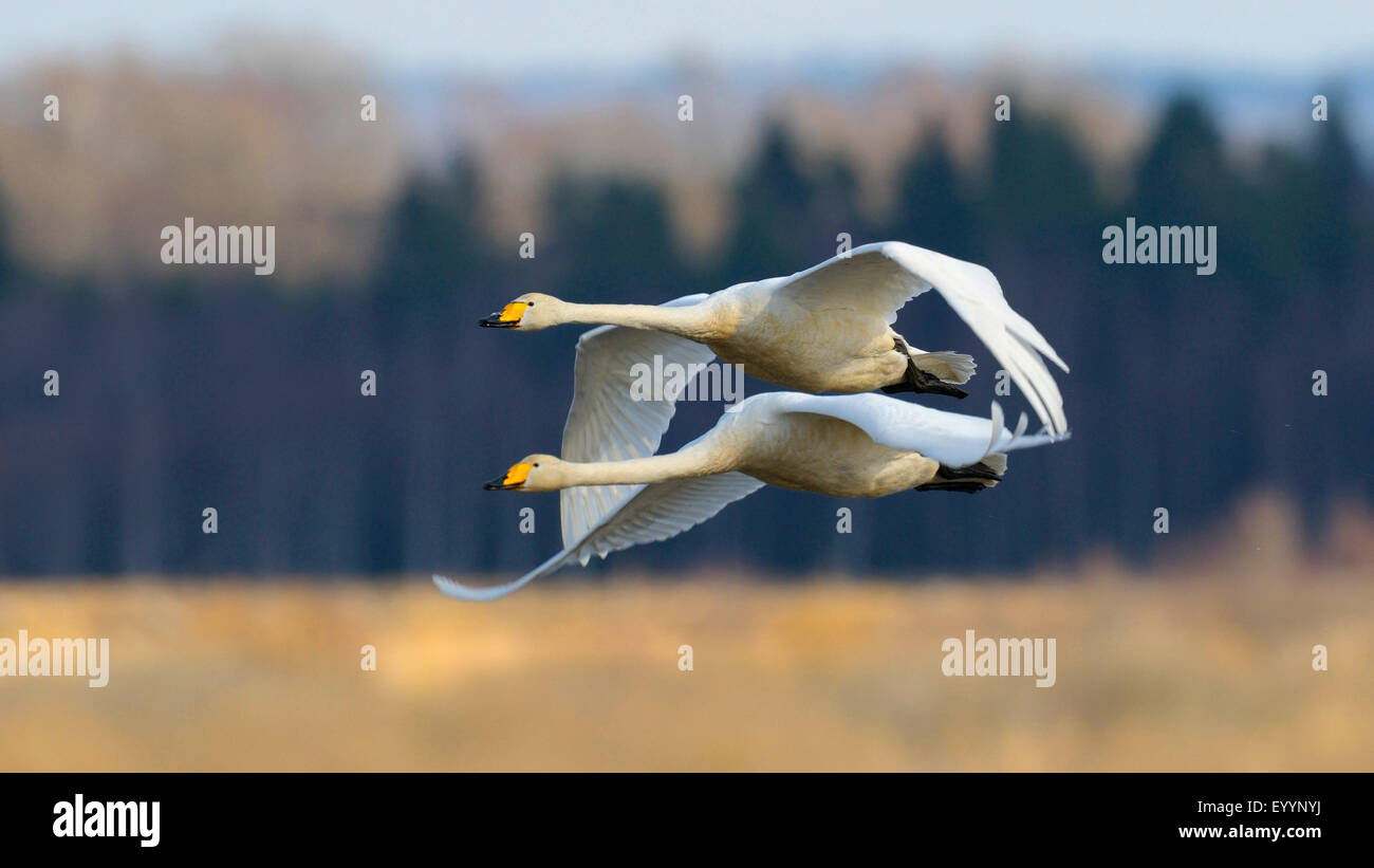 Singschwan (Cygnus Cygnus), paar im Flug, Schweden, Hornborgasee Stockfoto