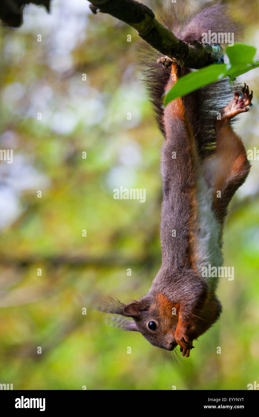 Europäische Eichhörnchen, eurasische Eichhörnchen (Sciurus Vulgaris), herabhängen Kopf zuerst in einer Filiale und Essen, Schweiz, Sankt Gallen Stockfoto