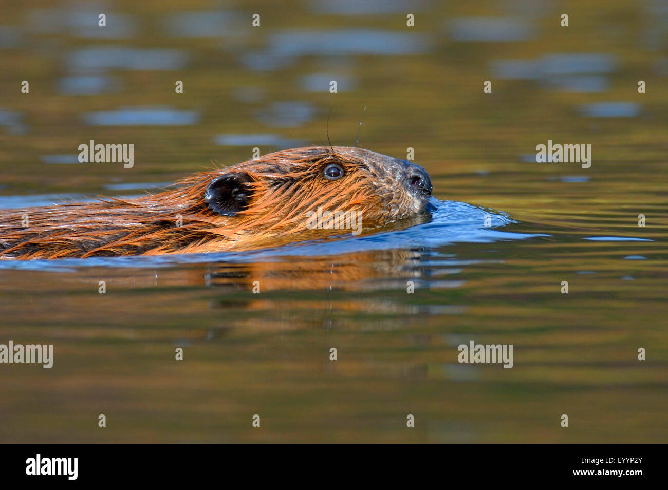 Nordamerikanische Biber, kanadische Biber (Castor Canadensis), Biber, USA, Alaska, Denali Nationalpark schwimmen Stockfoto