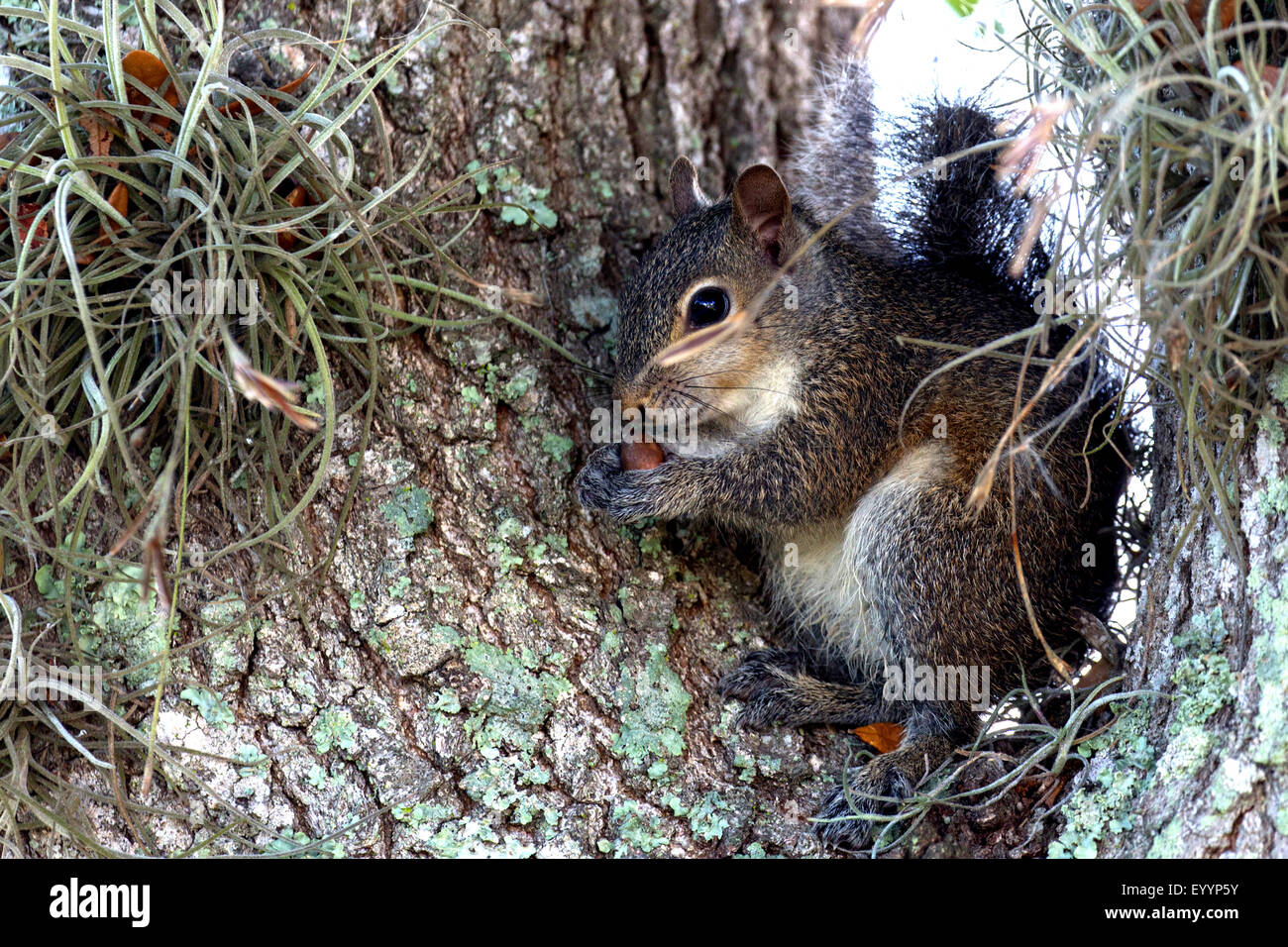 Östliche graue Eichhörnchen Grauhörnchen (Sciurus Carolinensis), mit Futter in einer Filiale Gabel mit Tillandsien, Kissimmee, Florida, USA Stockfoto
