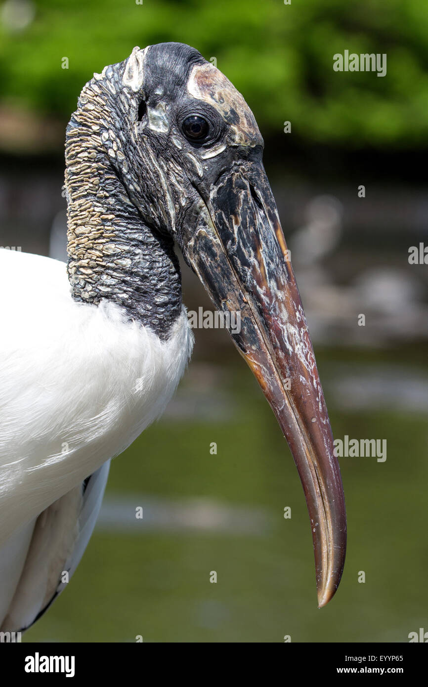 Amerikanische Holz Ibis (Mycteria Americana), Porträt, USA, Florida, Kissimmee Stockfoto