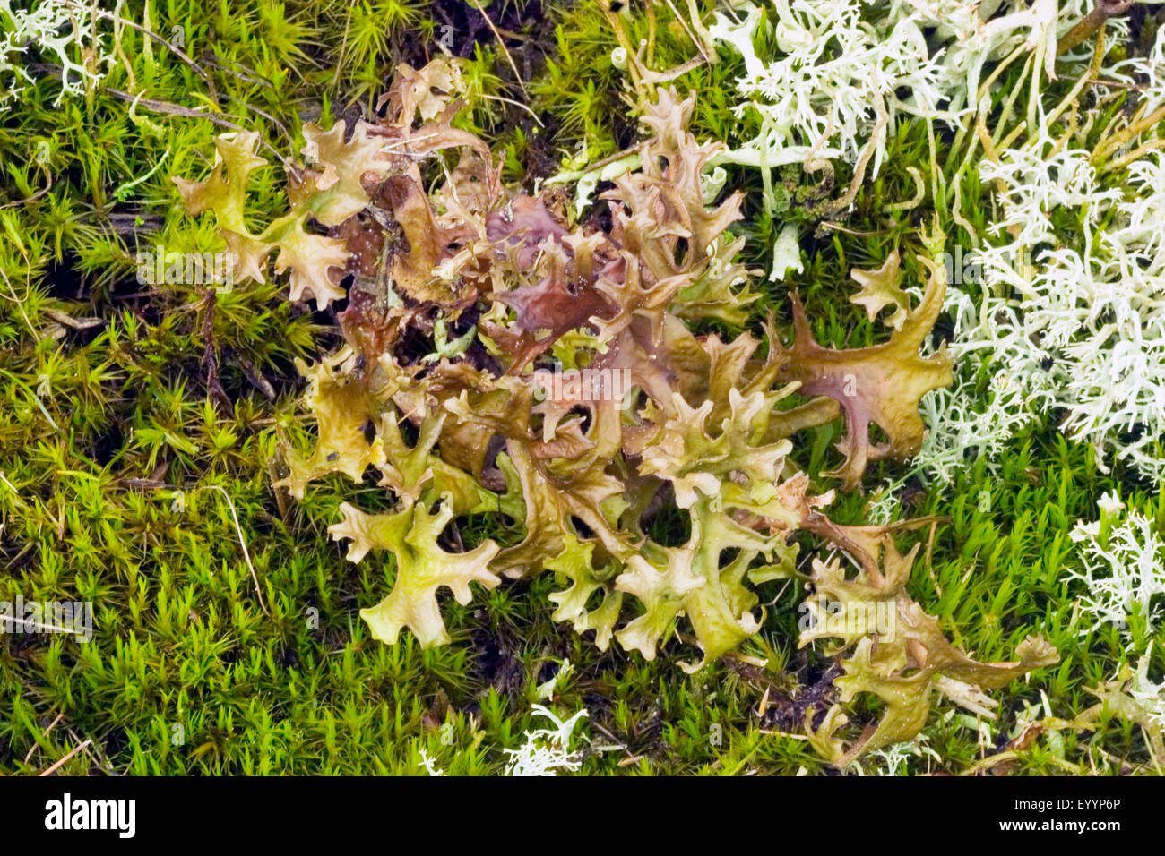 Isländisch Moos (Cetraria Islandica), Nahaufnahme, Draufsicht, Deutschland Stockfoto