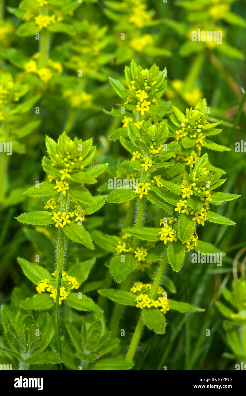 Crosswort, glatte Labkraut (Cruciata Laevipes), blühen, Deutschland Stockfoto