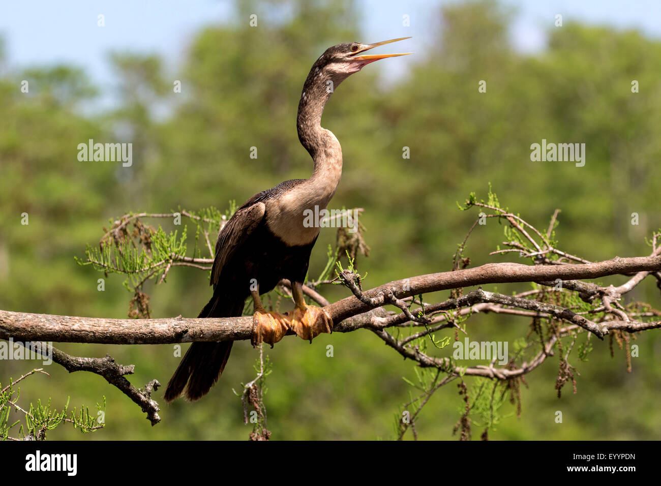 Amerikanische Darter (Anhinga Anhinga), Weiblich, USA, Florida, Kissimmee Stockfoto