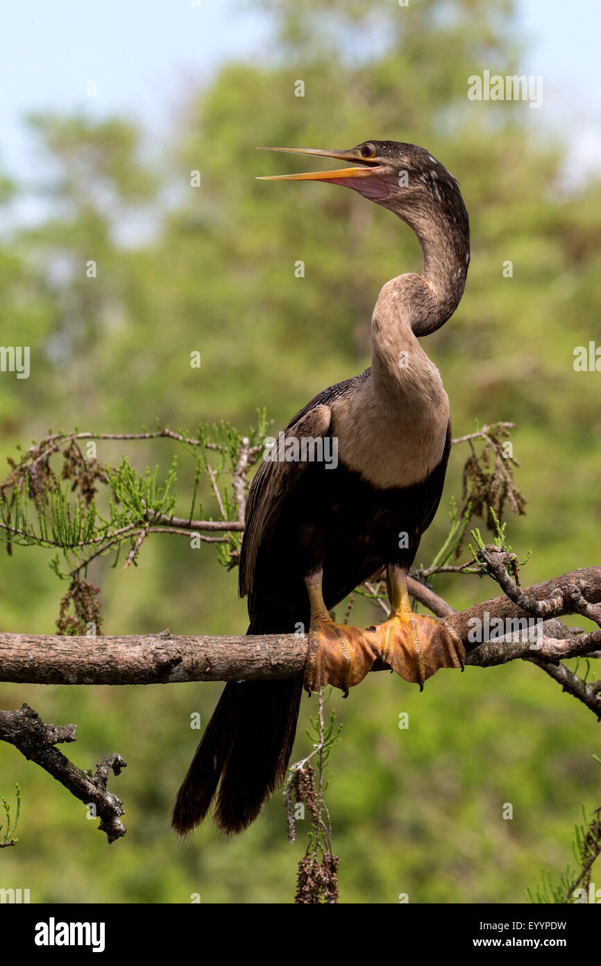 Amerikanische Darter (Anhinga Anhinga), Weiblich, USA, Florida, Kissimmee Stockfoto