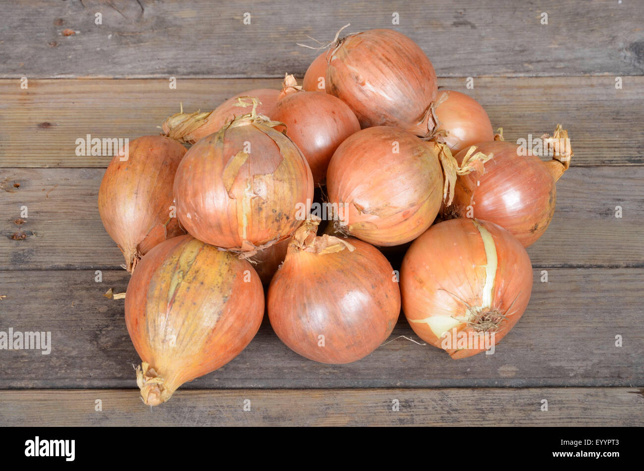 Garten-Zwiebel, Birne Zwiebel, gemeinsame Zwiebel (Allium Cepa), frischen Garten Zwiebeln Stockfoto