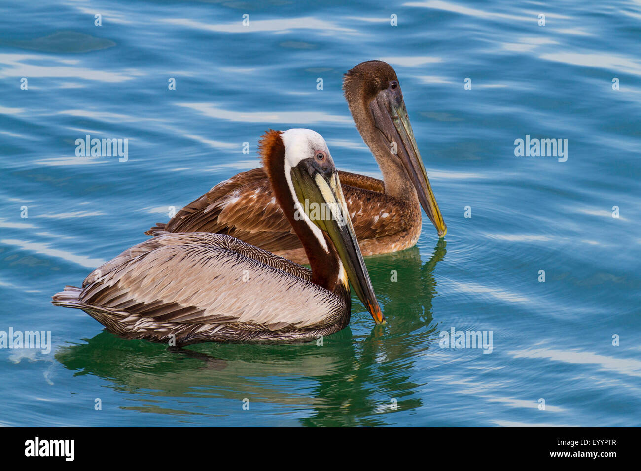 brauner Pelikan (Pelecanus Occidentalis), Schwimmen jungen und Erwachsenen Vogel, Tampa, Florida, USA und Westkueste Stockfoto