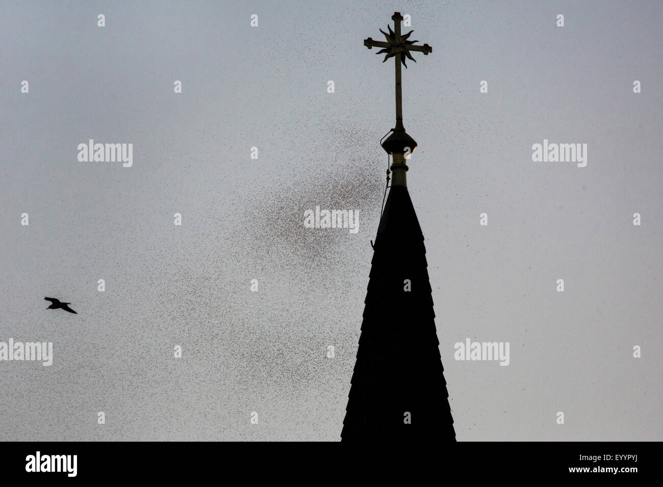 Eintagsfliege (Ephemera Danica), Schwarm um einen Kirchturm, Deutschland, Bayern, See Chiemsee, Seebruck Stockfoto