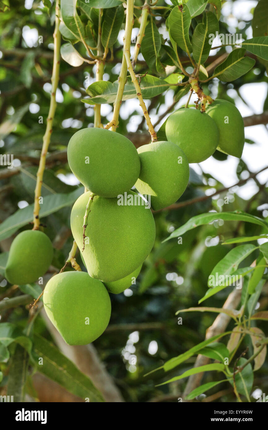 Mangobaum (Mangifera Indica), unreife Früchte auf dem Baum, Thailand, Chiang Rai Stockfoto
